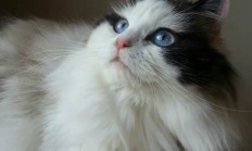 开云APP-战术压制与个人英雄主义，广东队与英格拉姆的跨领域统治力