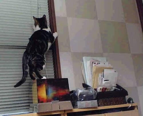 西亚卡姆点燃麦迪逊,当多伦多烈焰照亮纽约之夜